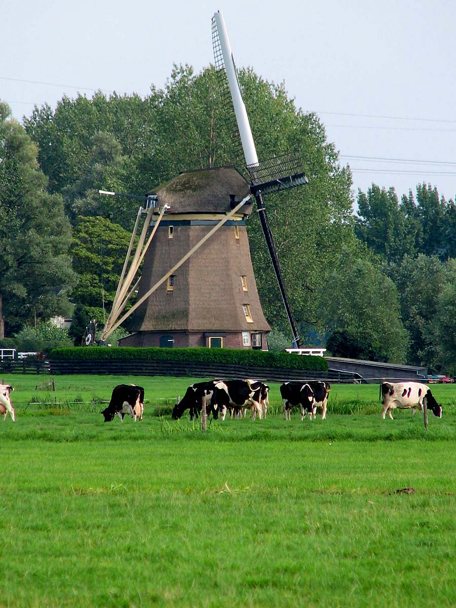 holenderski wiatrak